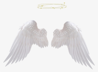 Anglewings Sticker - Transparent Angel Wings Png