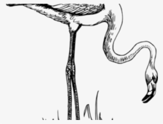 Flamingo Clipart Face - Animals And Birds Black And White