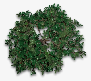 Tree 30 4eyes - Maple Leaf