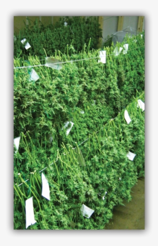 Building Efficiency Into The Physical And Logistical - Cannabis Harvest