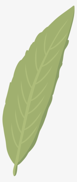 Hoja - Illustration