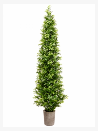 35" Podocarpus Topiary Tree In Cement Pot Green - Christmas Tree