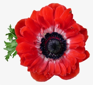 Japanese Anemone Flower - Japanese Anemone Red