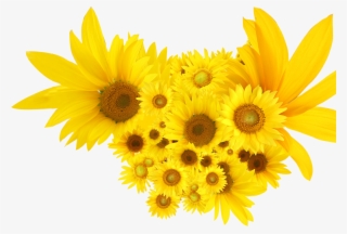 Sunflowers Common Sunflower Clip Art - Common Sunflower