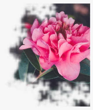 Our Wedding Florist Offers Stunning Flowers At Wholesale - Garden Roses