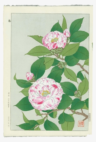 Banner Freeuse Download Shodo Kawarazaki Camellias - Japanese Camellia Flower Drawings