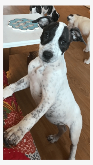 Photo Of Mint Leaf - Treeing Feist