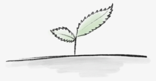 Mint-1 - Illustration