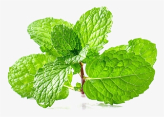 Mint Free Png - Smells Do Rats Hate