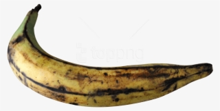 Free Png Plantain Banana Png Images Transparent