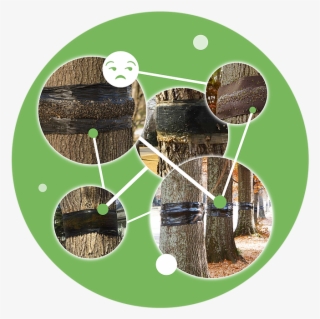 Trees, Eco Friendly, Environmentally Friendly, Eco - Lawn