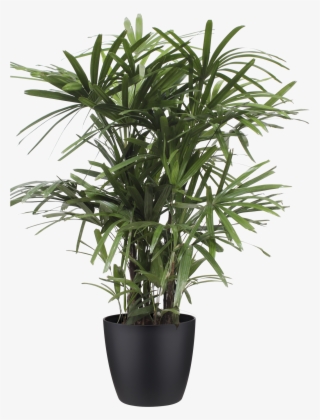 Previous - Next - Bamboo Pot Plant
