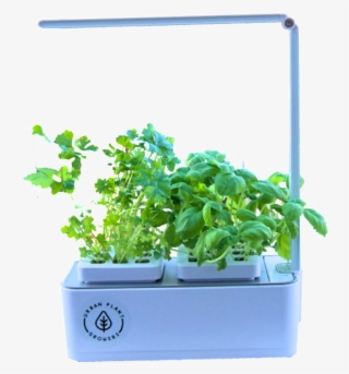 Smart Garden Basil And Coriander Seeds One Year Nutrient - Flowerpot