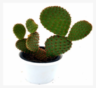 Opuntia Microdasys Subsp - Cactus Plants