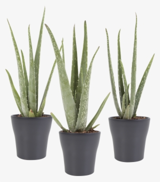 Indoor Plant - Aloe Vera