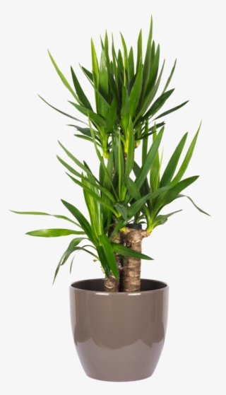 Yucca Elephantipes Palme 60/30/20 - Palmeira Areca Bambu Pequena