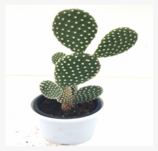 Opuntia Microdasys Cactus Plant - Bunny Ears Cactus Hd