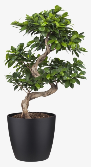 £44,95 - 🔍 - Previous - Next - Indoor Plant - Ficus Ginseng Bonsai