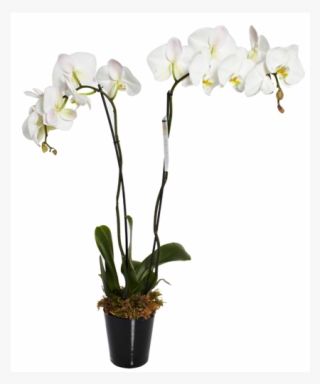 Orchids - Moth Orchid