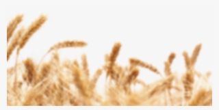 Bridging The Gap Between Kombucha And Beer - Wheat Gmo