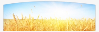 Field