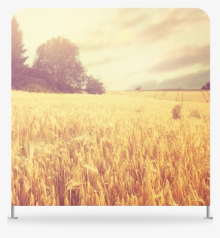 Wheat Field - Field
