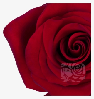 Deep Red Roses - Floribunda
