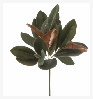 478108 - Mexican Pinyon