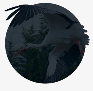 Mute - White Stork