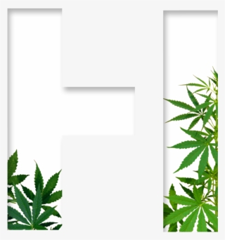 Holistics - Cannabis Sativa Png