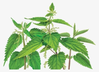 Nettle Png - Stinging Nettle Png