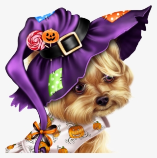 Little Pumpkin Yorkie - Yorkshire Terrier