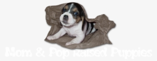 Mom & Pop Raised Puppies - Beaglier