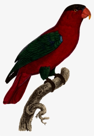 Parrot Lovebird Budgerigar Parakeet - Parakeet