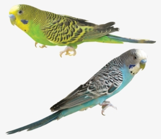 各 种 鸟 的 图片