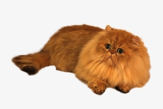 Png Black And White Library British Shorthair Girls - Persian Transparent