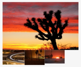 Car Atlas - Joshua Tree Sunset