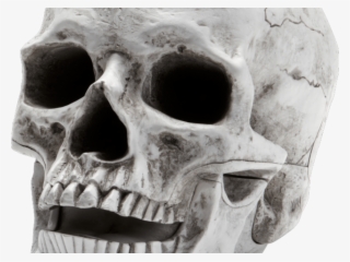Skeleton Head Png Transparent Images - You Found Skull Meme