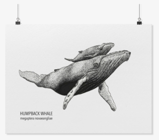 Load Image Into Gallery Viewer, Humpback Whale Art - Humpback Whale