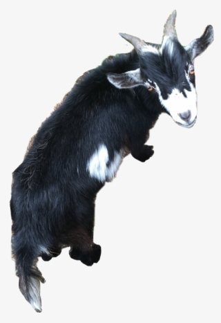 Goat