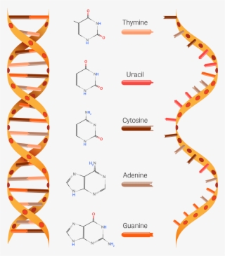 Structure Of Dna And Rna - Rna Structure - 1682x1511 PNG Download - PNGkit