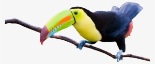 Share This Image - Tucan Psd