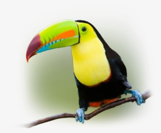 Southern Pacific - Toucan