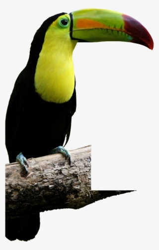 Malocas - Tucan Con Fondo Transparente