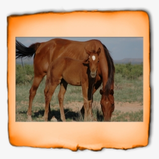 Click Here Or The Better Business Bureau Logo To View - Lerchnerhof