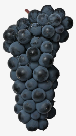 Black Grape - Seedless Fruit