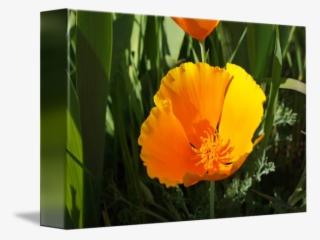 Png Royalty Free Library Poppies Flowers Art Prints - Eschscholzia Californica