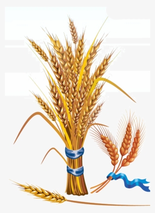 Wheat Clipart Feather - Wheat Vector