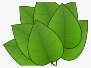 Foliage Clipart Rainforest Leave - Parts Of The Plants Leaf