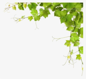 Leaf Vine Png Download - Grapes Leaves Png